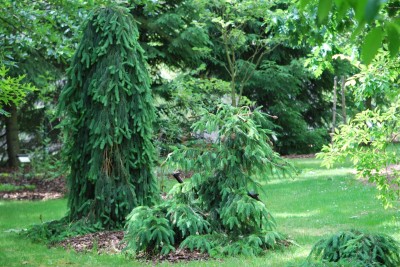 Žampach arboretum - horní park - léto (21)