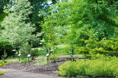 Žampach arboretum - horní park - léto (22)