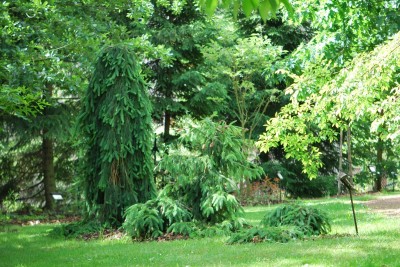 Žampach arboretum - horní park - léto (23)