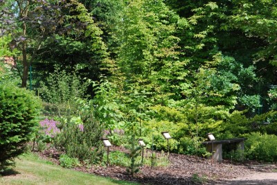 Žampach arboretum - horní park - léto (24)