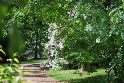 Žampach arboretum - horní park - léto (25)