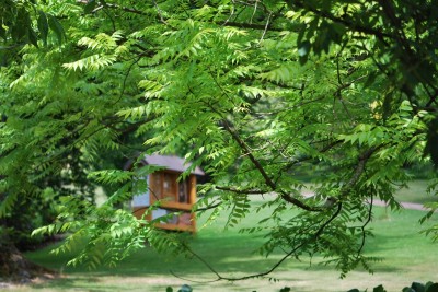 Žampach arboretum - horní park - léto (28)