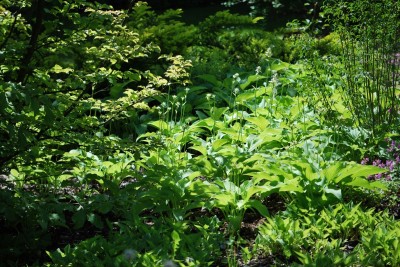 Žampach arboretum - horní park - léto (2)