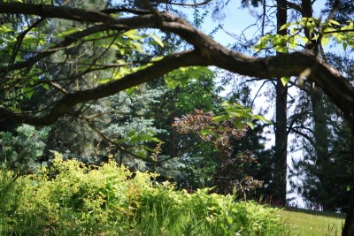 Žampach arboretum - horní park - léto (36)