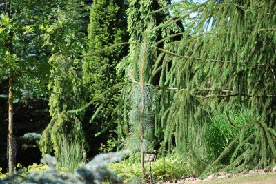 Žampach arboretum - horní park - léto (43)