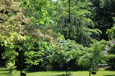 Žampach arboretum - horní park - léto (45)