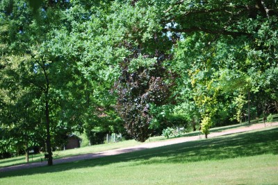 Žampach arboretum - horní park - léto (46)