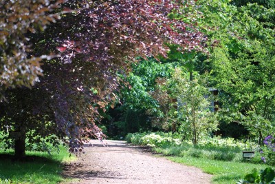 Žampach arboretum - horní park - léto (60)