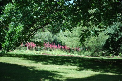 Žampach arboretum - horní park - léto (74)