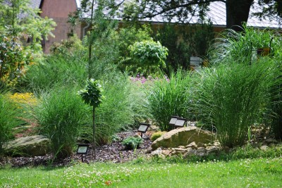 Žampach arboretum - horní park - léto (80)