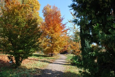 Žampach arboretum - horní park - podzim