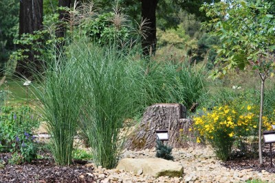 Žampach arboretum - horní park - traviny