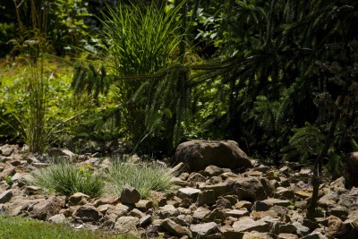 Žampach arboretum - horní park - u vzdušné lávky 02