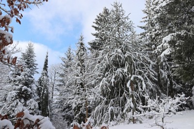 Žampach Arboretum - horní park - zima 2021 (3)