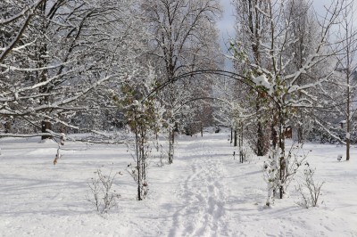 Žampach Arboretum - horní park rosárium - zima 2021