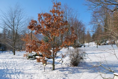 Žampach Arboretum - zima 2019 (78)