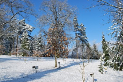Žampach arboretum - horní park - zima 11