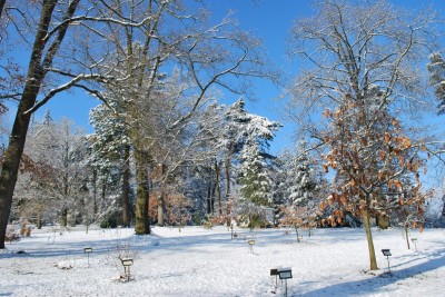 Žampach arboretum - horní park - zima 12