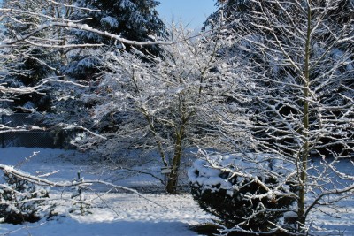 Žampach arboretum - horní park - zima 15