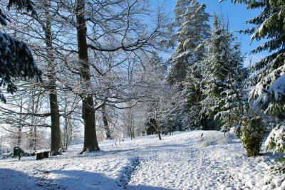 Žampach arboretum - horní park - zima 17