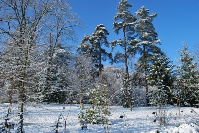 Žampach arboretum - horní park - zima 20
