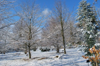 Žampach arboretum - horní park - zima 24
