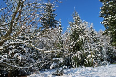 Žampach arboretum - horní park - zima 30