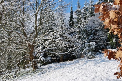 Žampach arboretum - horní park - zima 31
