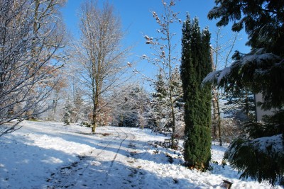 Žampach arboretum - horní park - zima 4