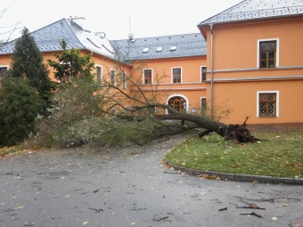 2017 Škody po vichřici Herwart hlošina úzkolistá - Elaeagnus angustifolia (29.10.)