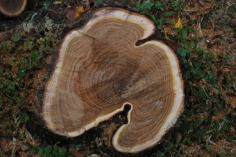 2017 Škody po vichřici Herwart hlošina úzkolistá - Elaeagnus angustifolia (29.10.)