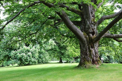 Žampach Arboretum - dolní park - buk lesní 2021
