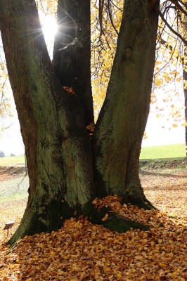 Žampach Arboretum - dolní park - podzim 2020