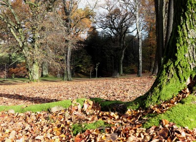 Žampach Arboretum - dolní park - podzim (7) 2020