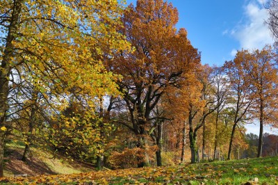 Žampach Arboretum - dolní park - podzim (8) 2020