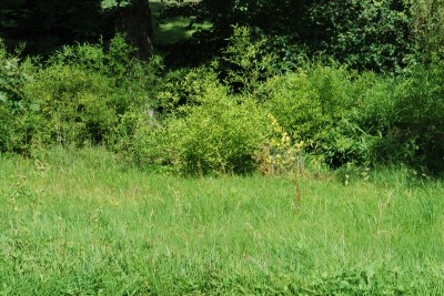 Žampach arboretum - dolní park - bambusárium - léto