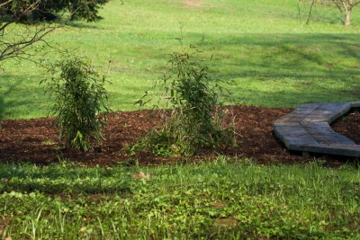Žampach arboretum - dolní park - bambusárium 02
