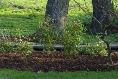Žampach arboretum - dolní park - bambusárium 03