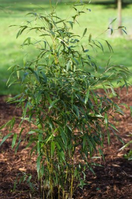 Žampach arboretum - dolní park - bambusárium 04