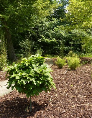 Žampach arboretum - dolní park - bambusárium 06