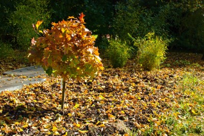 Žampach arboretum - dolní park - bažinná část - podzim
