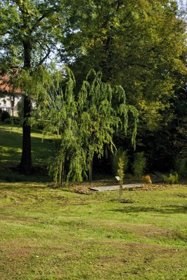 Žampach arboretum - dolní park - bažinná část 03