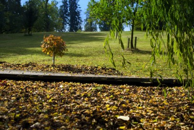 Žampach arboretum - dolní park - bažinná část 07