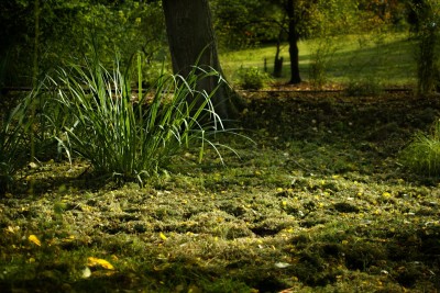 Žampach arboretum - dolní park - bažinná část 09
