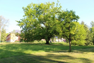 Žampach arboretum - dolní park - jaro (10)