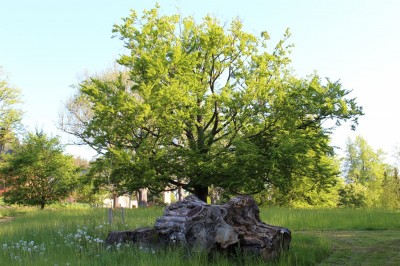 Žampach arboretum - dolní park - jaro (12)