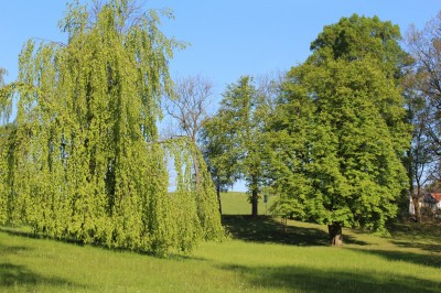 Žampach arboretum - dolní park - jaro (16)