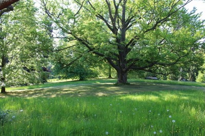Žampach arboretum - dolní park - jaro (28)