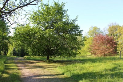Žampach arboretum - dolní park - jaro (29)