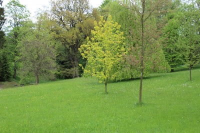 Žampach arboretum - dolní park - jaro (45)